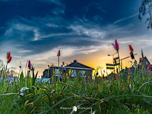 Tulpen in Hengelo