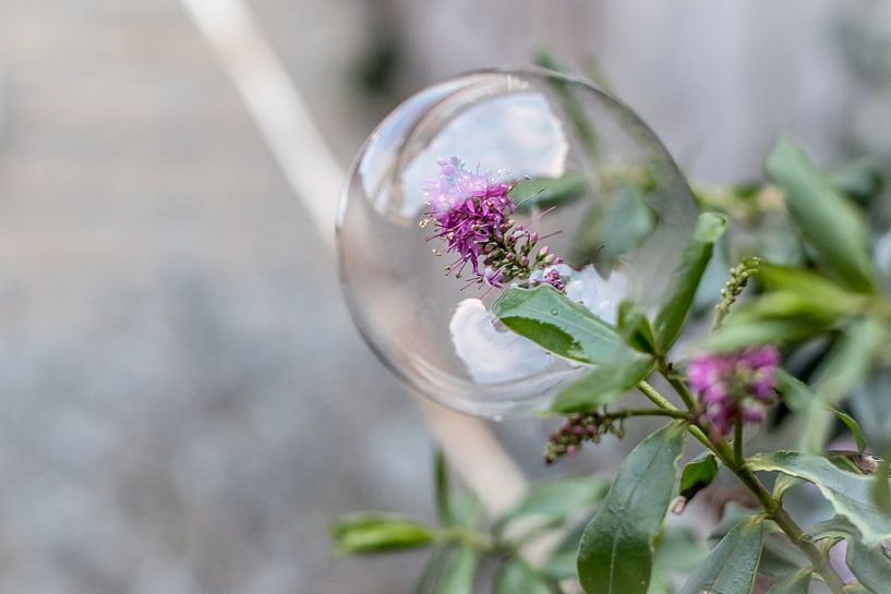 Bloem gevangen in zeepbel von Inge Heeringa