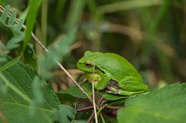 Boomkikker. von Harrie Timmermans