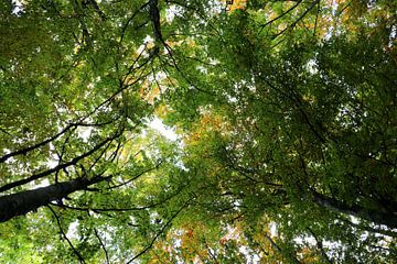 Leaf canopy by Stefan Keiner