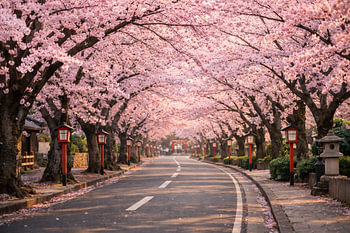 Sakurapfad im Frühling – Cherry Blossom Streetway