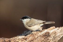 Sumpfmeise (Parus palustris)