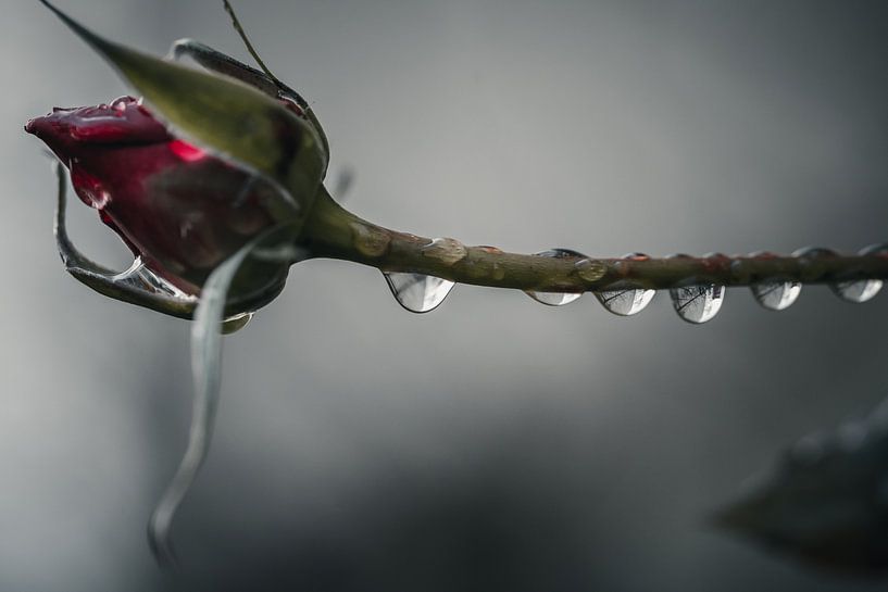 Rose by Sebastian Witt