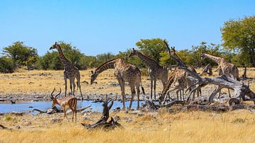 Giraffes in the Namibian Savannah by Roland Brack