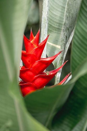 Séduction tropicale - Fiery Heliconia