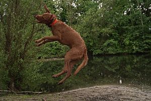 Wasserspiele am See mit einem braunen Magyar Vizsla Drahthaar Hund .