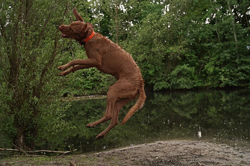 Waterspelletjes aan het meer met een bruine Magyar Vizsla ruwharige hond .