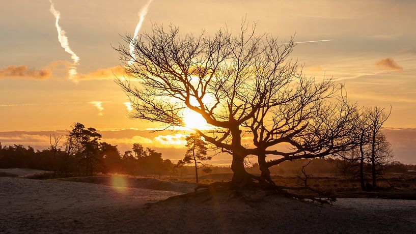 Sunrise Loonse and Drunense Dunes by Julienne van Kempen