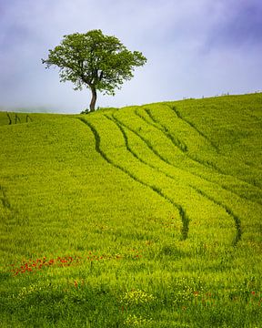 Ein einsamer Baum in der Toskana von Henk Meijer Photography
