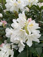 Fleurs blanches 1