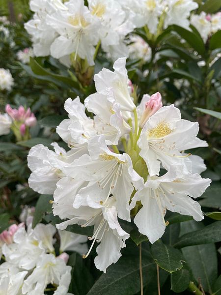 Witte bloemen 1 van Anna Sasiadek