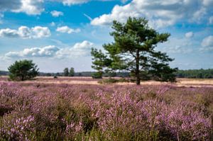 Bruyère en fleurs dans un paysage de bruyère en été sur Sjoerd van der Wal Photographie