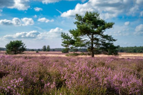 Bloeiende heide in een heidelandschap tijdens de zomer