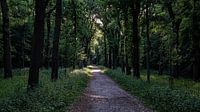 Forest trail