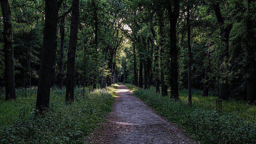 Forest trail by Jeremy Teijn