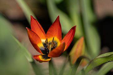 Tulipe Petite Princesse sur Ingrid Aanen