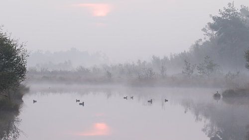 Zonsopkomt en eenden in de mist in het Haaksbergerveen