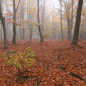 Nebliger Wald von Geert Brosens