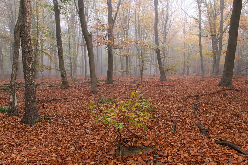 Nebliger Wald von Geert Brosens