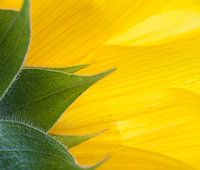 Détail d'un tournesol