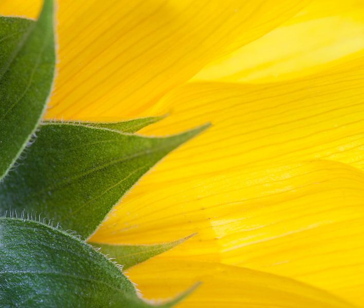 Detail of a sunflower by BYLDWURK