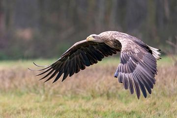 Bald eagle in flight by Bob de Bruin