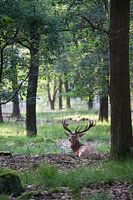 Edelhert in het bos