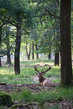 Edelhert in het bos by Evert Jan Kip