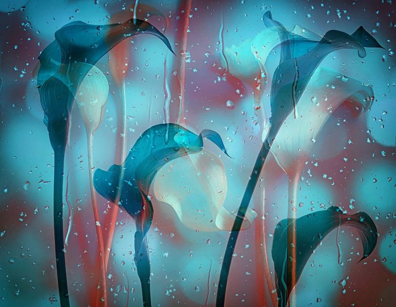 Love for Callas by Saskia Dingemans Awarded Photographer
