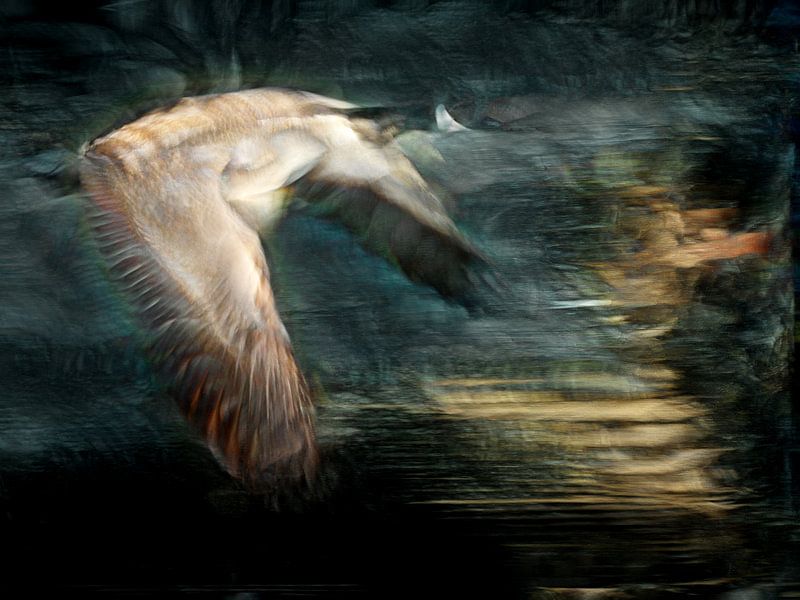 Gans im Flug von Carla van Zomeren