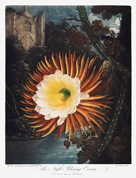 De nachtwaaiende Cereus uit The Temple of Flora (1807) van Robert John Thornton. van Frank Zuidam