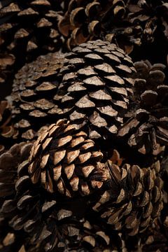 Autumn: the pine cones by Marjolijn van den Berg