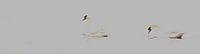 Swans in the Biesbosch