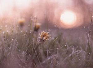 Blumen Teil 115