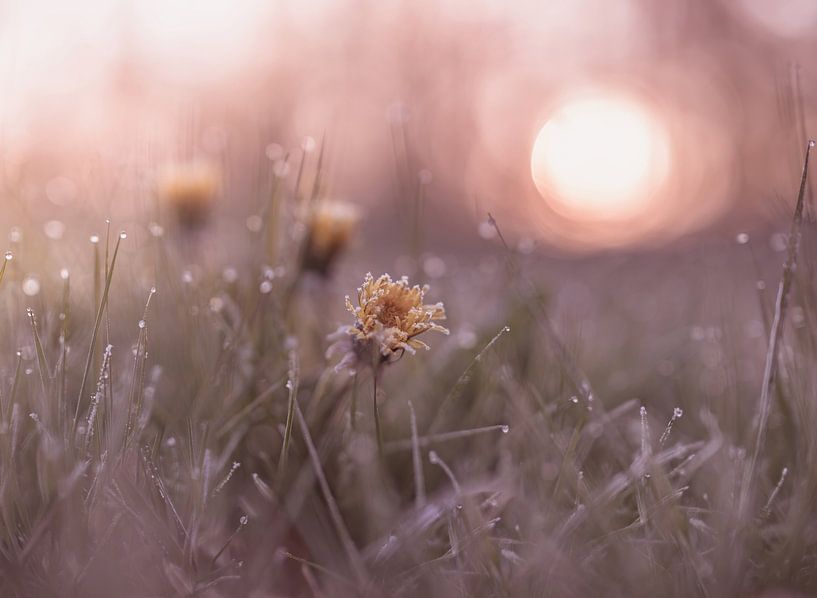 flowers part 115 by Tania Perneel