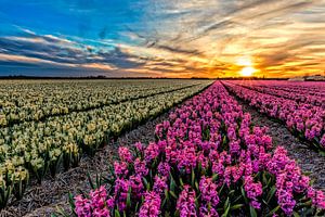 coucher de soleil sur les champs d'ampoules sur eric van der eijk