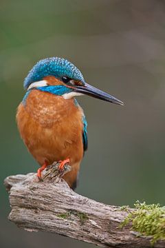 Eisvogel von Eisvogel.land - Corné van Oosterhout