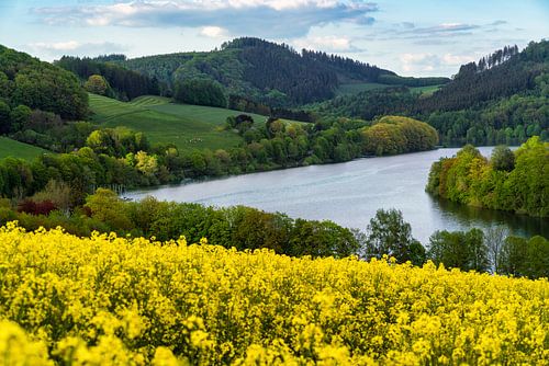 Koolzaadveld bij de Hennesee in Sauerland