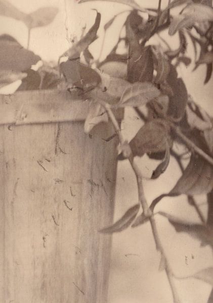 Pot de fleurs en automne par Johannes Wobus