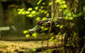 Krokodil