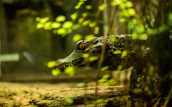 Crocodile