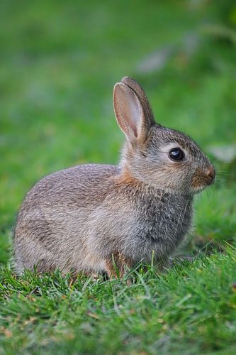 Un petit lapin au printemps