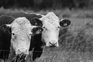 Fotografie Puur Natuur van FrederikBerend Metalsema