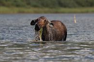 Moose cow eating water plants in Lake Glacier National Park in Montana, USA by Frank Fichtmüller thumbnail