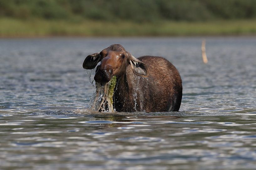 Moose cow eating water plants in Lake Glacier National Park in Montana, USA by Frank Fichtmüller