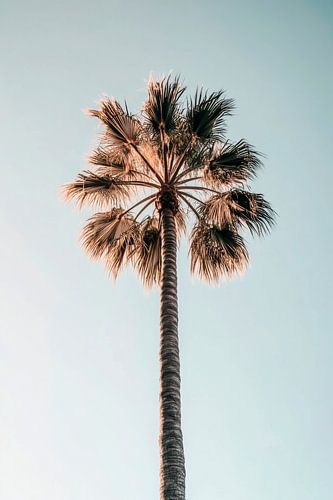 Palm tegen hemel