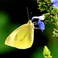 Citroenvlinder