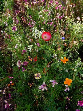English Cottage Garden Bloemen 9 van Dorothy Berry-Lound