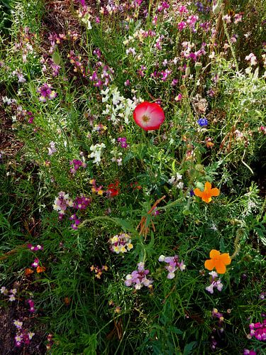 English Cottage Garden Bloemen 9
