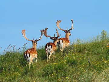 Damherten op pad van LisanneFotografie